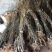 猕猴桃嫁接苗徐香红阳金艳猕猴桃树苗嫁接猕猴桃苗