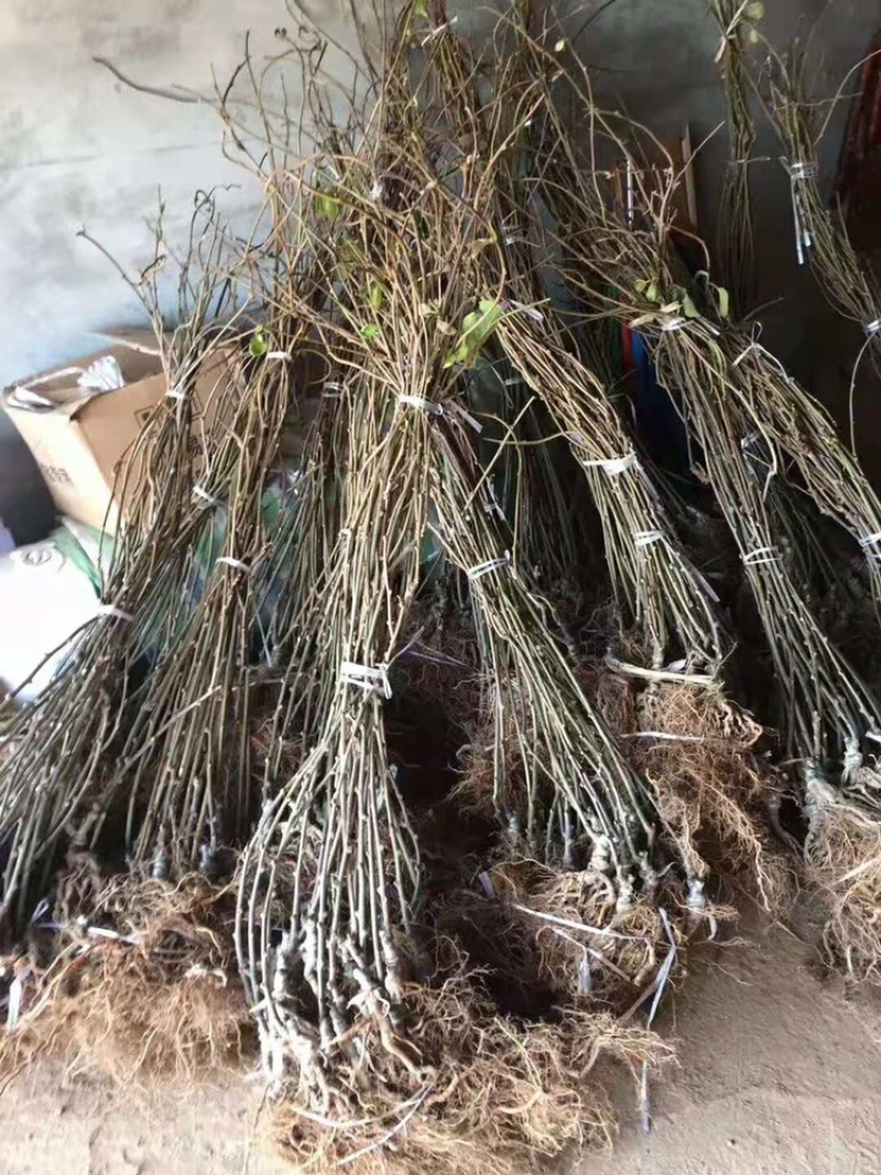 猕猴桃嫁接苗徐香红阳金艳猕猴桃树苗嫁接猕猴桃苗