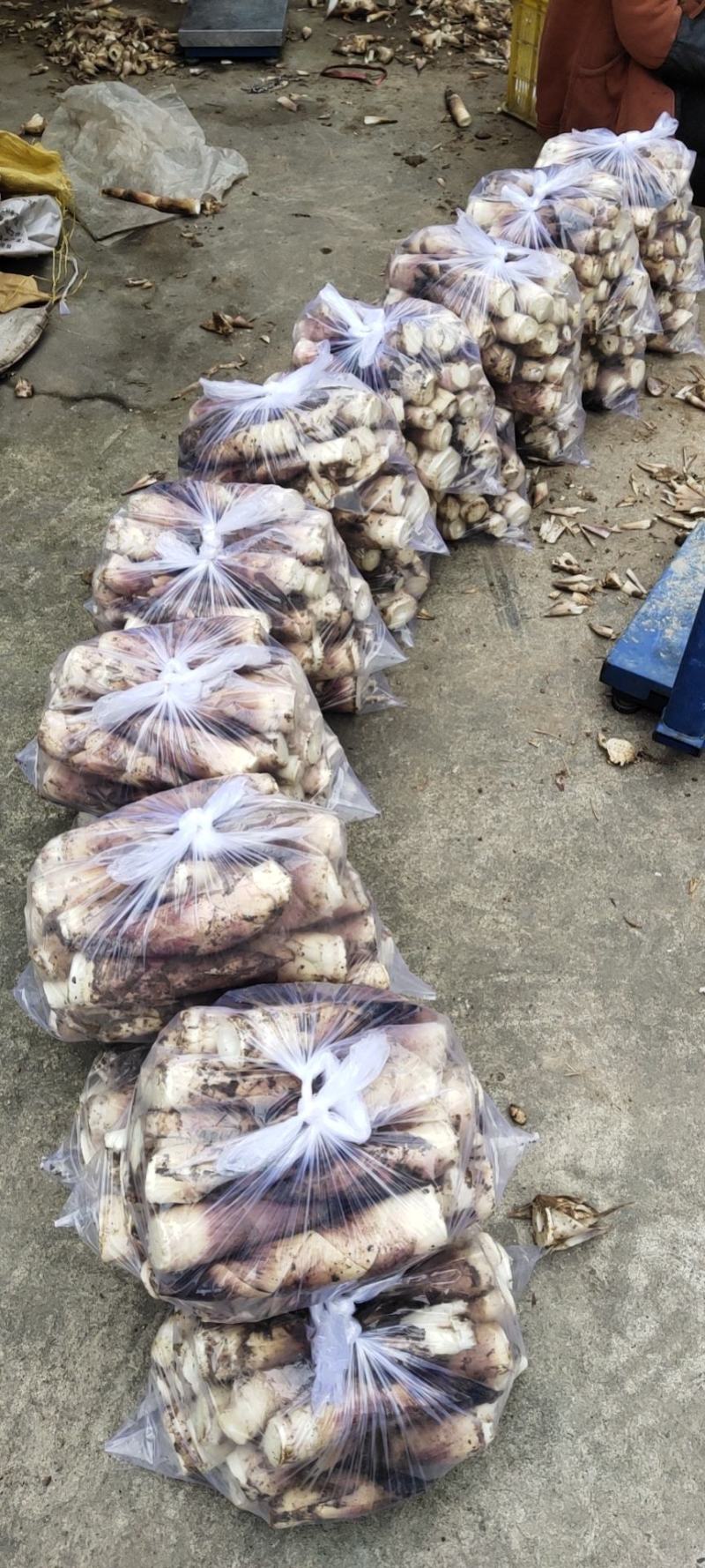 精品富阳笋正在装车中