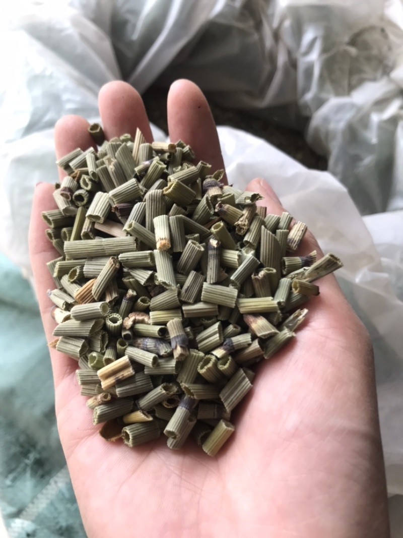 木贼木贼草节节草节骨草无心草笔筒草保庆药业