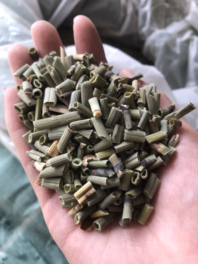 木贼木贼草节节草节骨草无心草笔筒草保庆药业