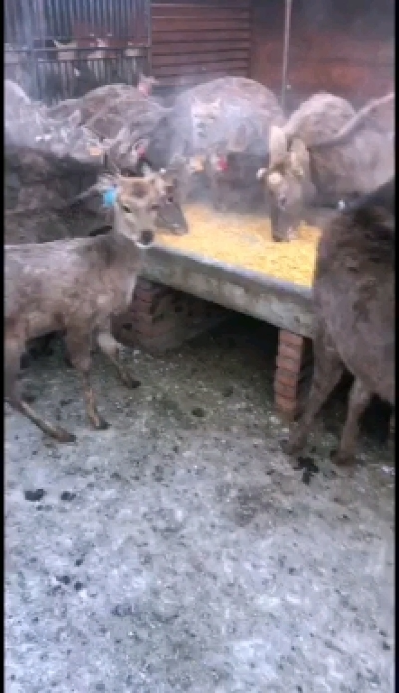 《明轩鹿业》鹿心血鹿心血粉碎