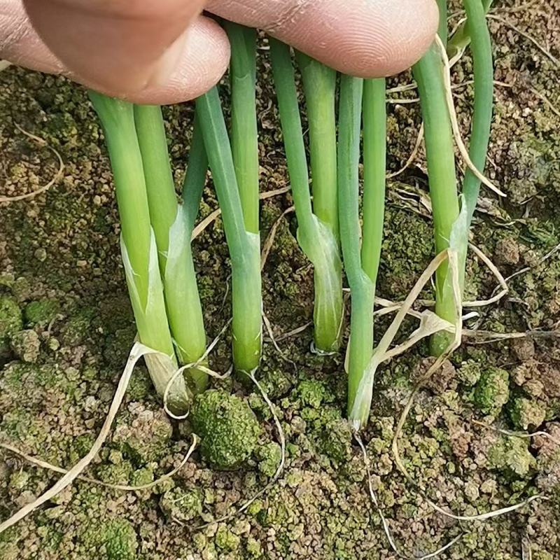 潍坊市坊子区常年出售铁杆钢葱一代二代葱苗葱种，葱苗代育