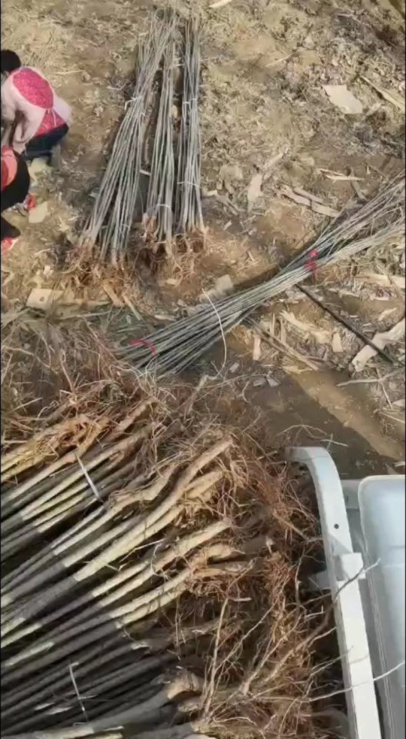 杨树苗无絮杨树苗河堤道路绿化苗无絮杨树苗价格便宜，，，