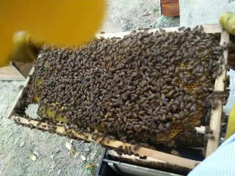 高州市荔枝蜂蜜，一年一度2023年蜂蜜不混合任何添加剂