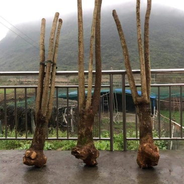 幸福树幌伞枫批量出货千亩百万棵幸福树大量供货