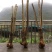 幸福树幌伞枫批量出货千亩百万棵幸福树大量供货