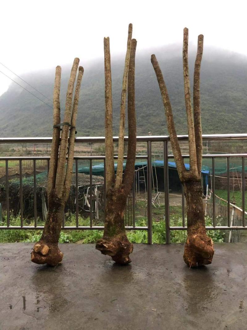 幸福树幌伞枫批量出货千亩百万棵幸福树大量供货