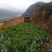 幸福树幌伞枫批量出货千亩百万棵幸福树大量供货