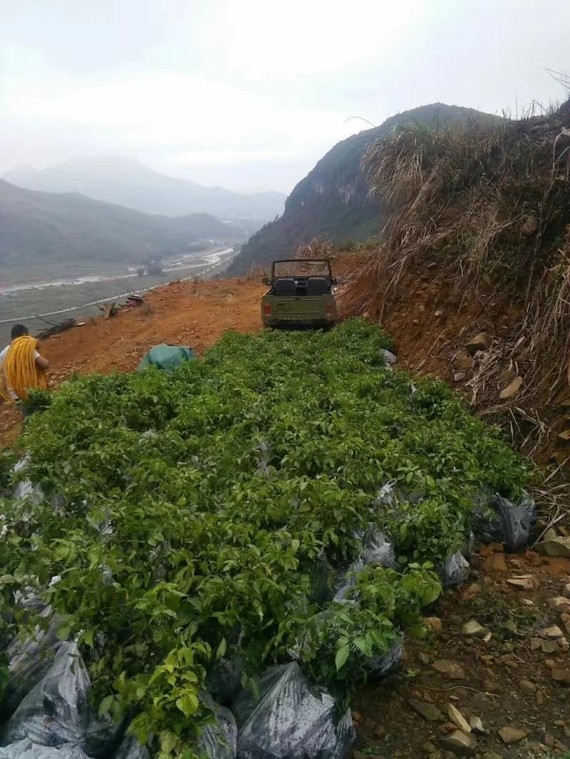 幸福树幌伞枫批量出货千亩百万棵幸福树大量供货