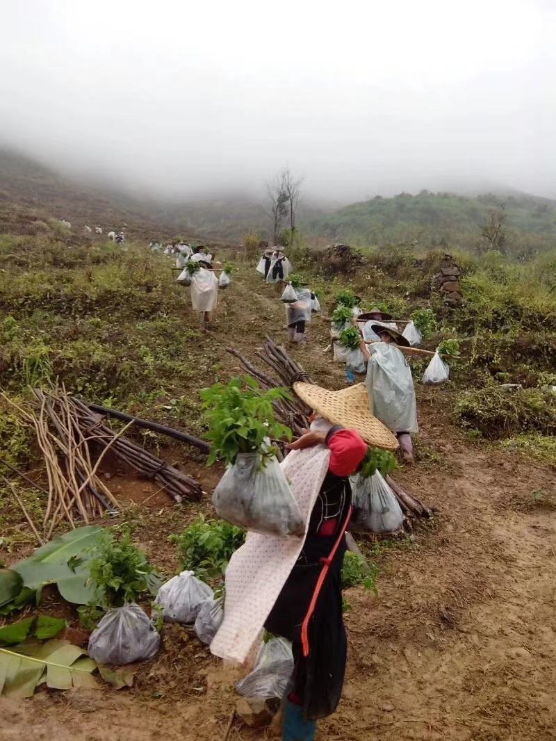 幸福树幌伞枫批量出货千亩百万棵幸福树大量供货