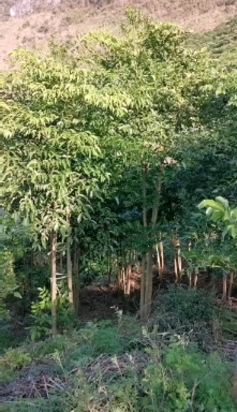 幸福树幌伞枫批量出货千亩百万棵幸福树大量供货