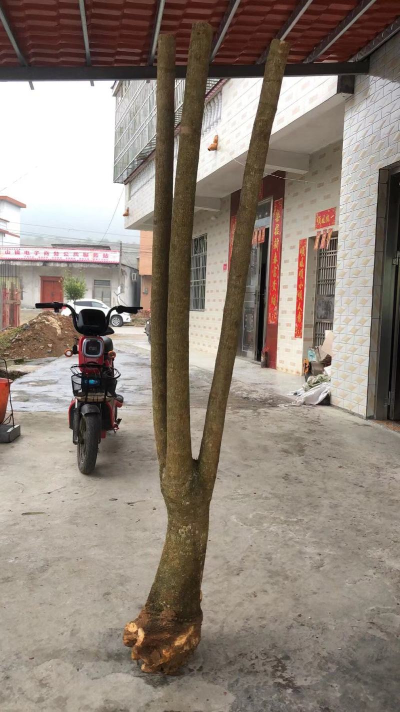 幸福树幌伞枫批量出货千亩百万棵幸福树大量供货