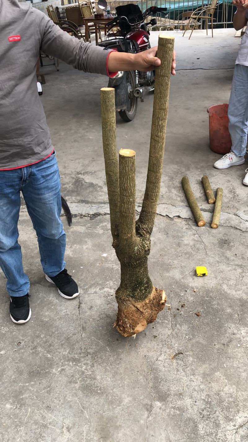 幸福树幌伞枫批量出货千亩百万棵幸福树大量供货