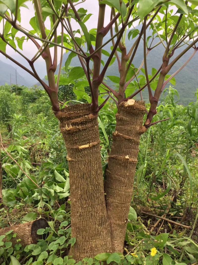 幸福树幌伞枫批量出货千亩百万棵幸福树大量供货