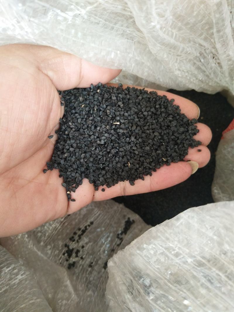 潍坊市坊子区常年出售钢葱一代二代大葱种子，葱苗，代育葱苗