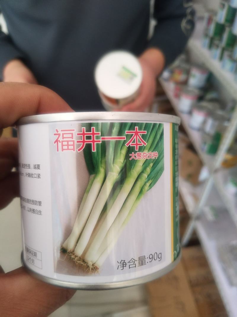 潍坊市坊子区常年出售钢葱一代二代大葱种子，葱苗，代育葱苗