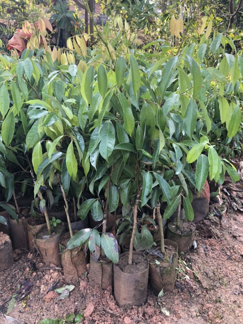 A4无核荔枝苗果实跟鸡蛋一样大嫁接苗种植一年可挂果