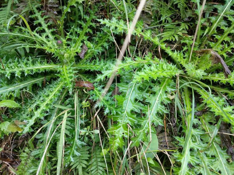 正宗野生干大蓟大蓟根刺菜
