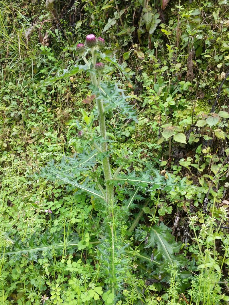 正宗野生干大蓟大蓟根刺菜