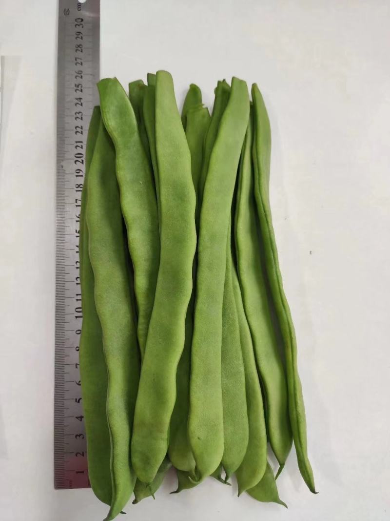 西杂二号四季豆产量高，品质佳，商品性好基地专用品种
