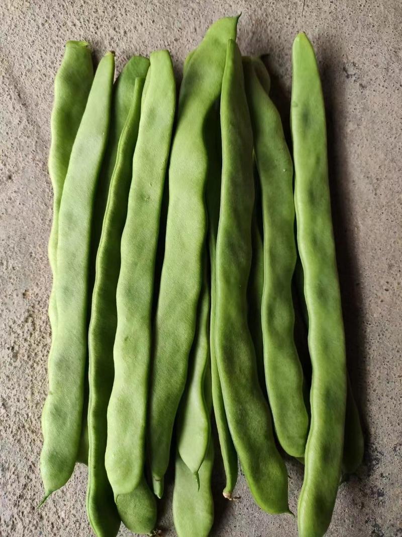 西杂二号四季豆产量高，品质佳，商品性好基地专用品种