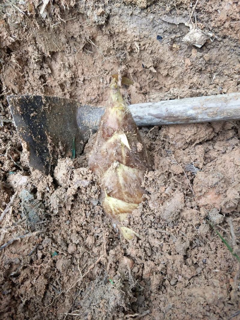 正宗野生冬笋春笋纯野生竹笋高山竹林原生态