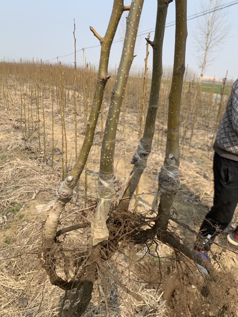 秋月山农酥梨树苗基地现起1公分3公分梨树苗