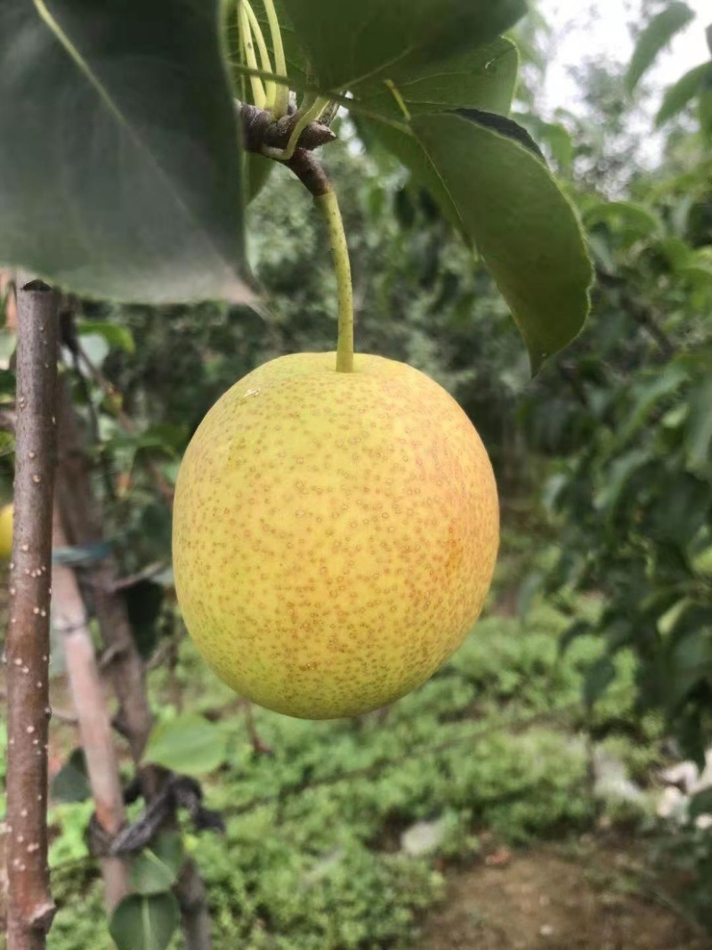 秋月山农酥梨树苗基地现起1公分3公分梨树苗