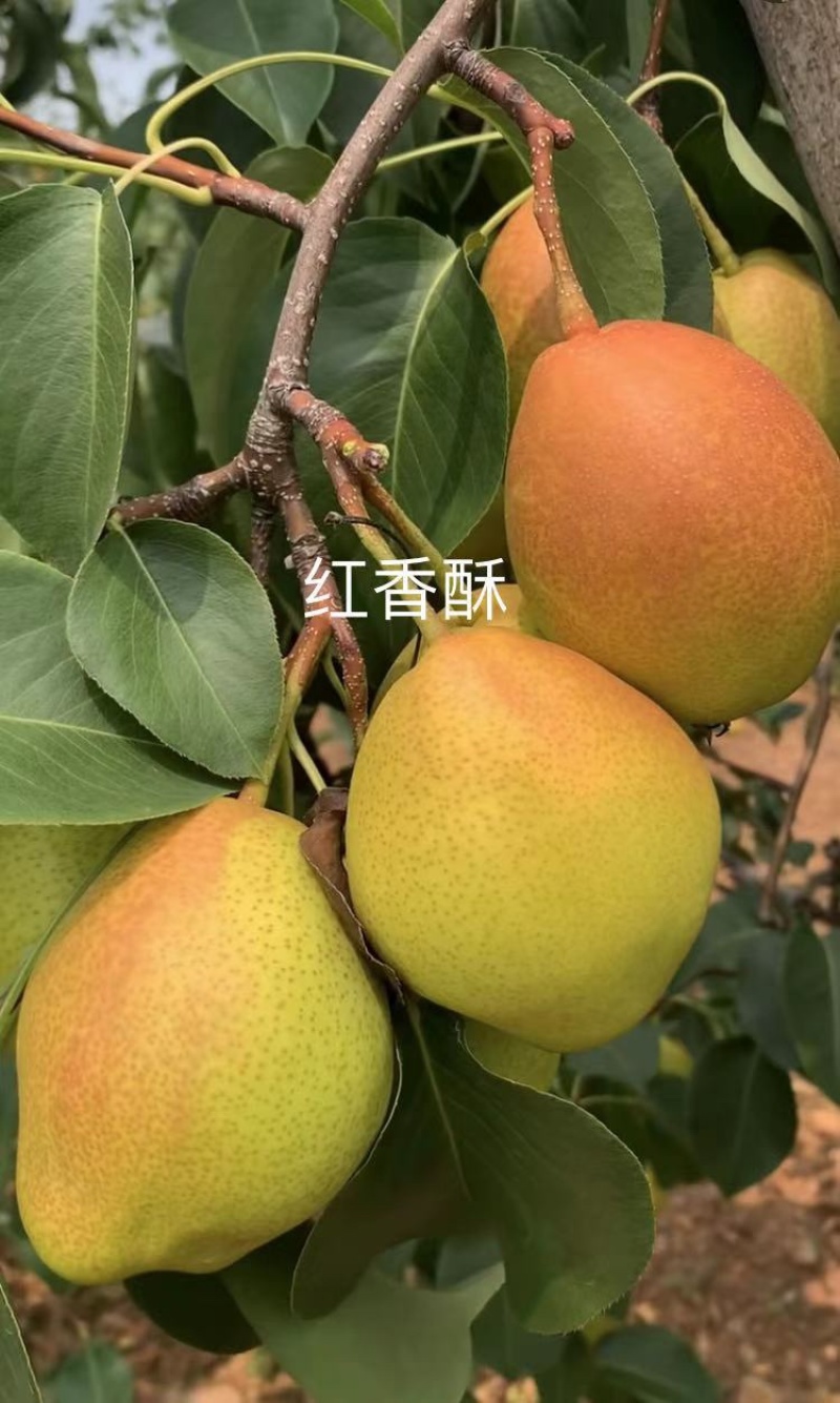 秋月山农酥梨树苗基地现起1公分3公分梨树苗