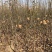 秋月山农酥梨树苗基地现起1公分3公分梨树苗