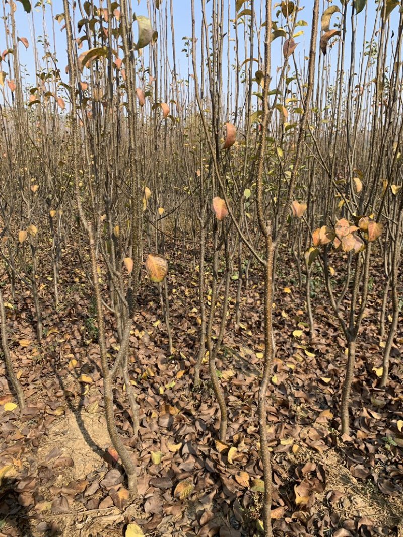 秋月山农酥梨树苗基地现起1公分3公分梨树苗