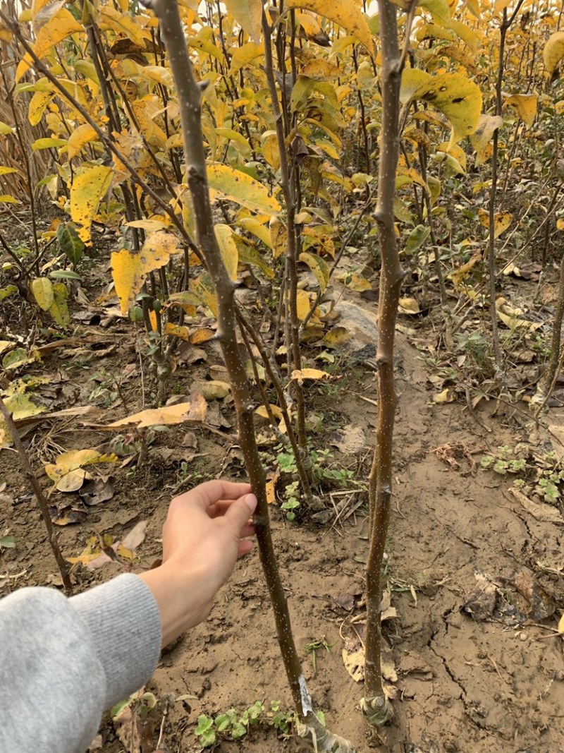 秋月山农酥梨树苗基地现起1公分3公分梨树苗