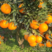【夏橙热卖】湖北秭归夏橙，挂树鲜果，果园看货采摘一手货源