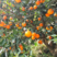 【夏橙热卖】湖北秭归夏橙，挂树鲜果，果园看货采摘一手货源