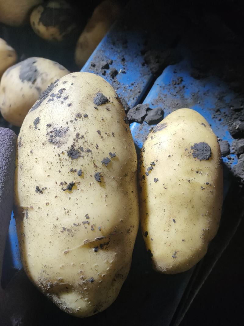 V7，土豆热销中，干洗，货源充足长期供应