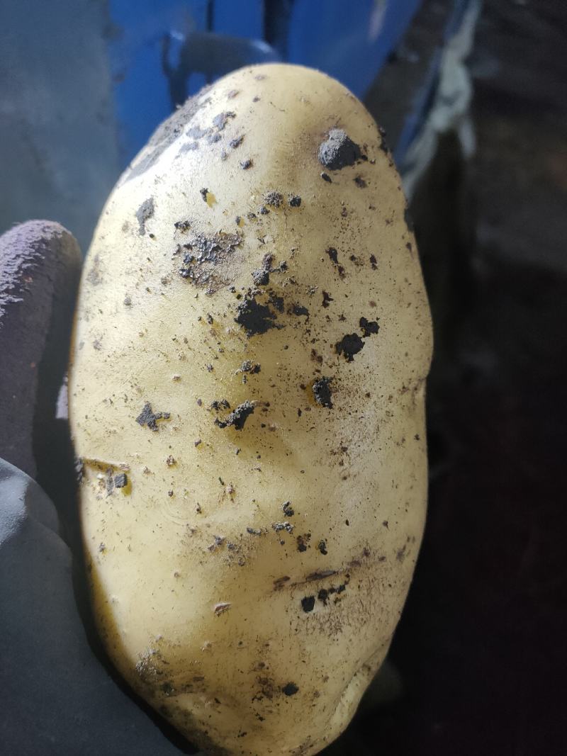 V7，土豆热销中，干洗，货源充足长期供应