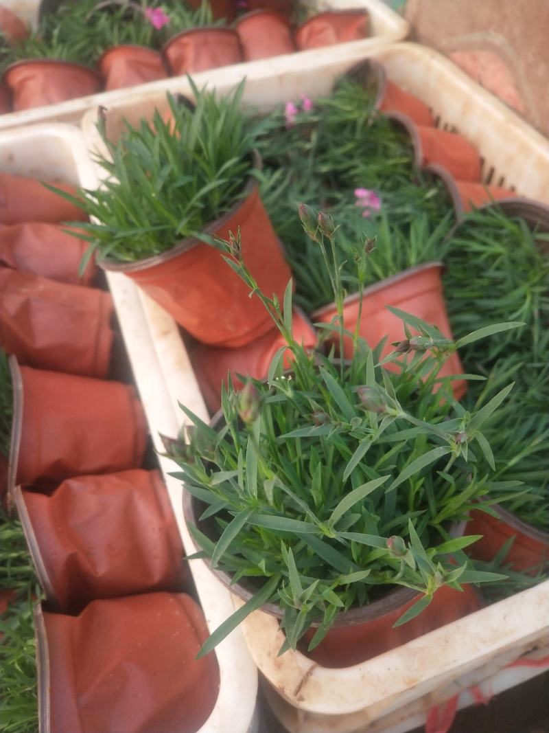 欧石竹，绿化苗木，地被草坪