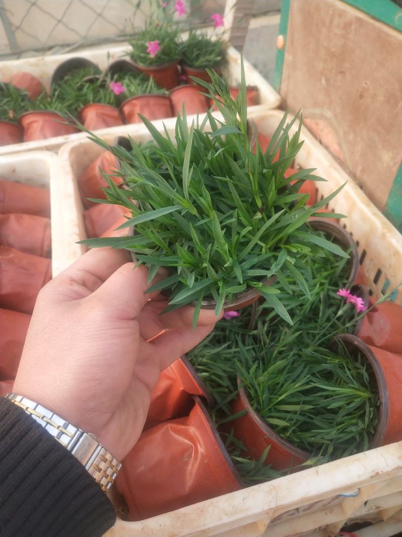欧石竹，绿化苗木，地被草坪