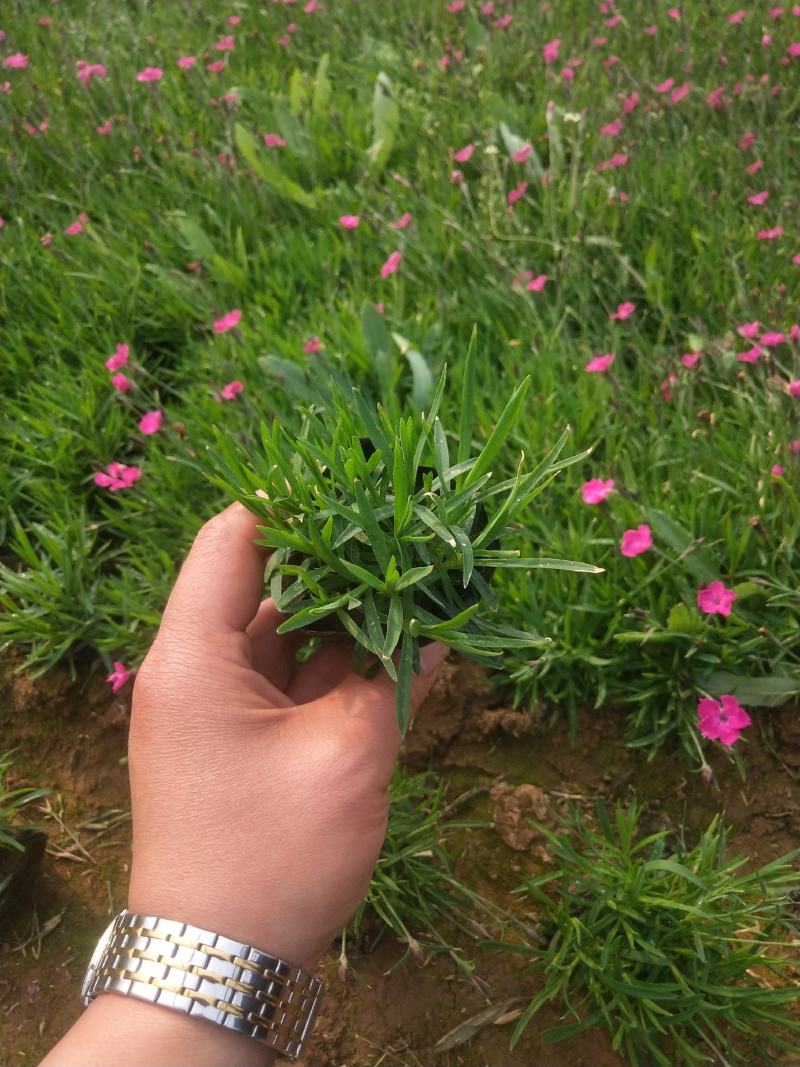 欧石竹，绿化苗木，地被草坪
