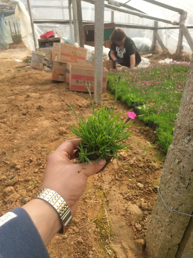 欧石竹，绿化苗木，地被草坪