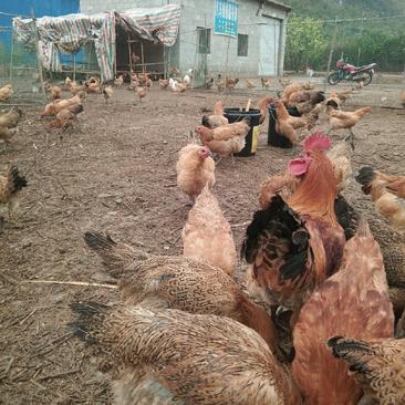 大红瑶鸡种，农家放养活鸡