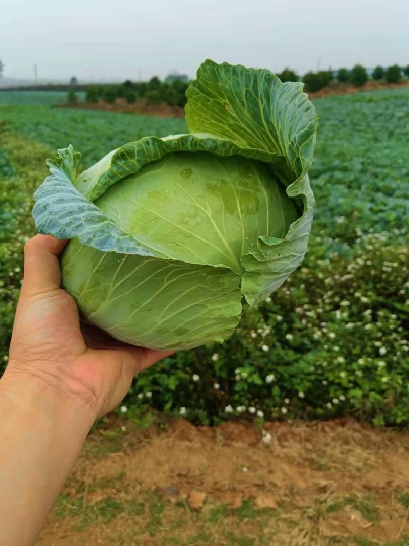 京丰一号墨玉50甘蓝，大量有货，产地直供，供应加工厂