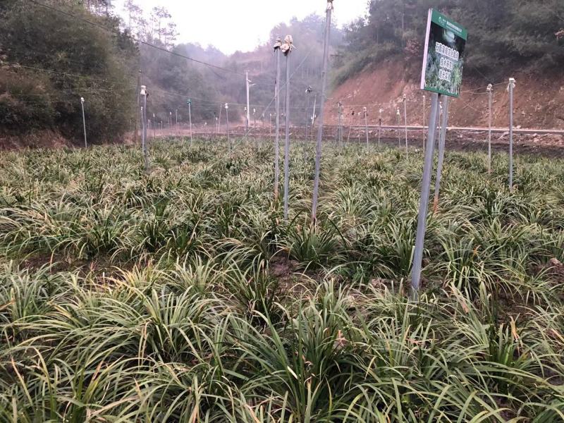 石菖蒲种苗，品种好产量高