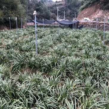 石菖蒲种苗，品种好产量高