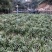 石菖蒲种苗，品种好产量高
