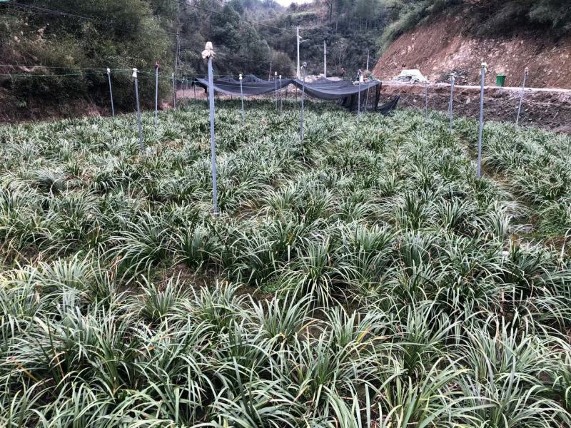 石菖蒲种苗，品种好产量高