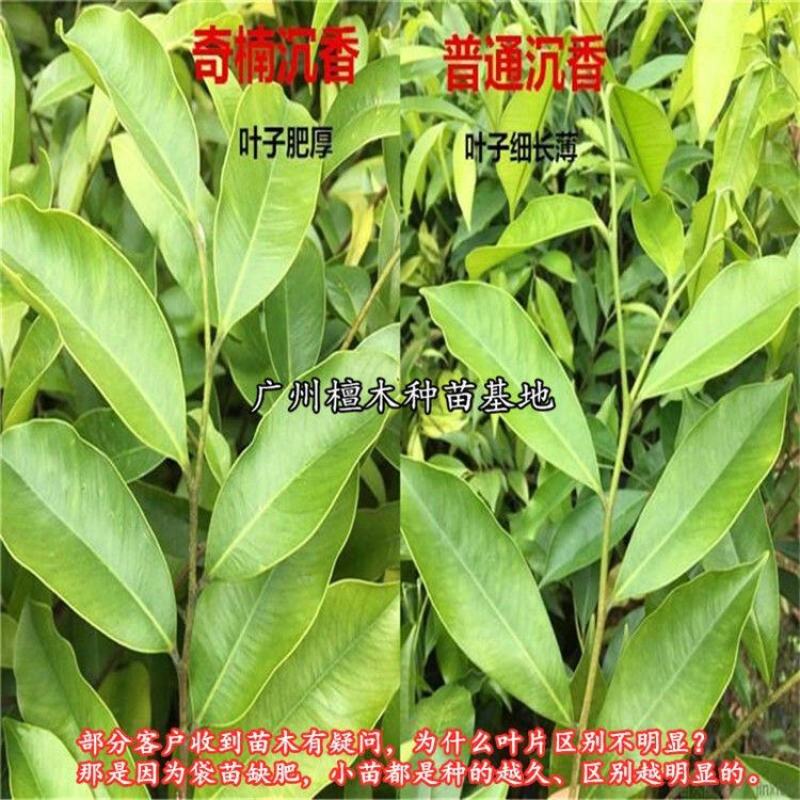 名贵苗木正宗奇楠沉香树苗越南种子原生苗优质小苗原土杯