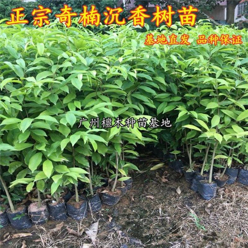 名贵苗木正宗奇楠沉香树苗越南种子原生苗优质小苗原土杯
