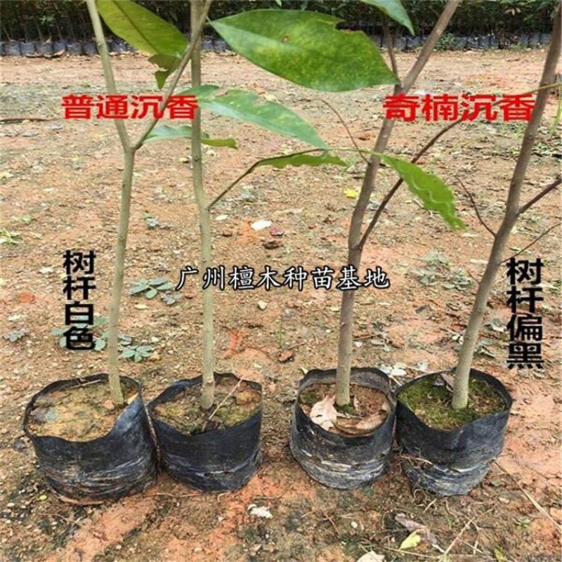 名贵苗木正宗奇楠沉香树苗越南种子原生苗优质小苗原土杯